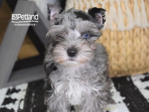 Miniature Schnauzer DOG Female Chocolate Merle 4264 Petland Independence, Missouri