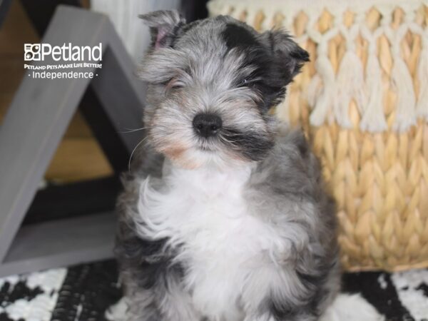 Miniature Schnauzer DOG Male Merle 4262 Petland Independence, Missouri