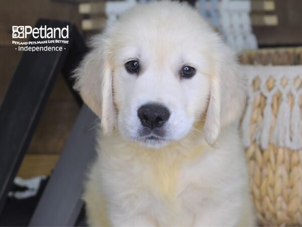 Golden Retriever DOG Male Light Golden 4261 Petland Independence, Missouri