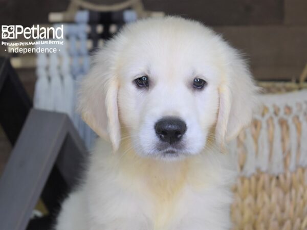 Golden Retriever DOG Male Light Golden 4249 Petland Independence, Missouri