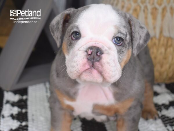 English Bulldog DOG Female Blue Merle 4266 Petland Independence, Missouri