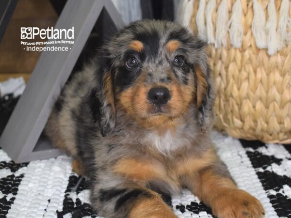 Miniature Bernadoodle-DOG-Male-Blue Merle-4272-Petland Independence & Lee's Summit, MO