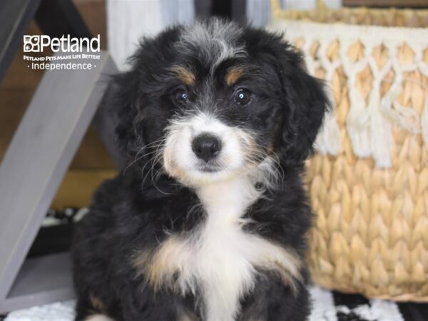 Miniature Bernadoodle-DOG-Female-Black Tan and White-4271-Petland Independence, Missouri