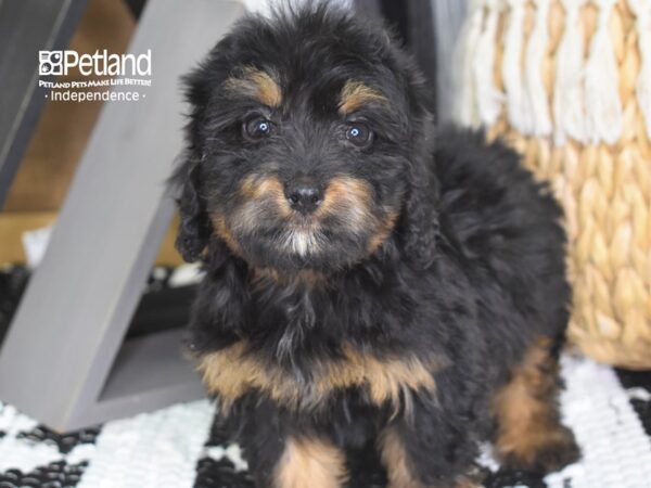 Miniature Bernadoodle-DOG-Female-Black and Tan-4270-Petland Independence & Lee's Summit, MO