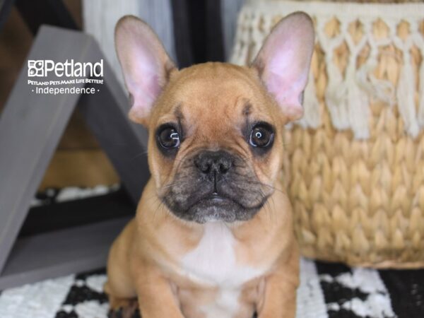 French Bulldog-DOG-Male-Red-4274-Petland Independence & Lee's Summit, MO