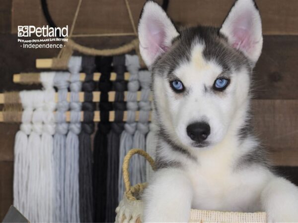 Siberian Husky-DOG-Male-Black Grey and White-4269-Petland Independence, Missouri