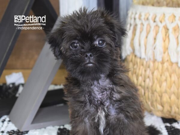 Shiffon DOG Female Brindle 4268 Petland Independence, Missouri