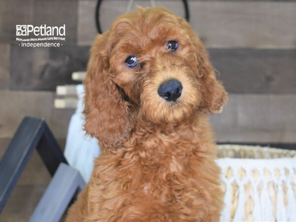 Goldendoodle 2nd Gen-DOG-Female-Red-4267-Petland Independence, Missouri