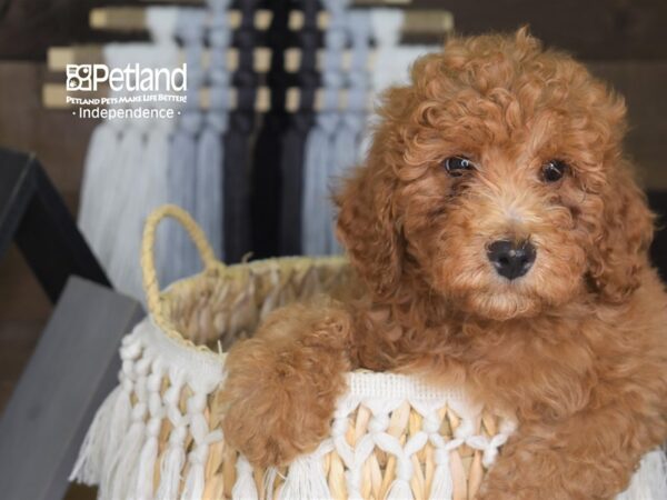 Miniature Goldendoodle DOG Male Red 4276 Petland Independence, Missouri