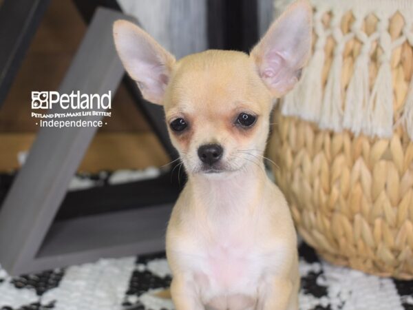 Chihuahua-DOG-Female-Tan-4283-Petland Independence, Missouri