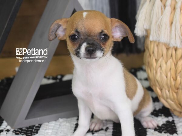 Chihuahua-DOG-Female-Tan & White-4281-Petland Independence, Missouri