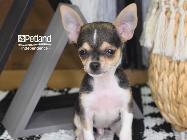 Chihuahua DOG Male Black, tan, & white 4280 Petland Independence, Missouri