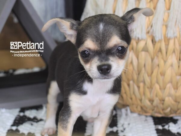 Chihuahua-DOG-Male-Black, tan & white-4278-Petland Independence, Missouri