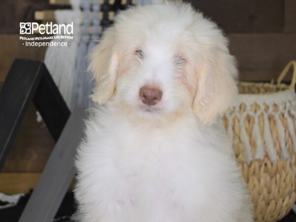 Miniature Aussiedoodle DOG Male Cream 4245 Petland Independence, Missouri