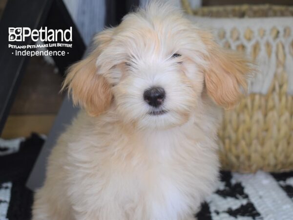 Maltipoo DOG Male Cream 4285 Petland Independence, Missouri