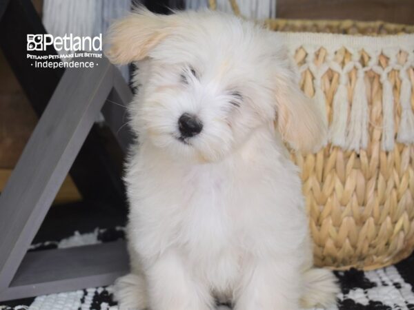 Maltipoo-DOG-Male-Cream-4284-Petland Independence & Lee's Summit, MO