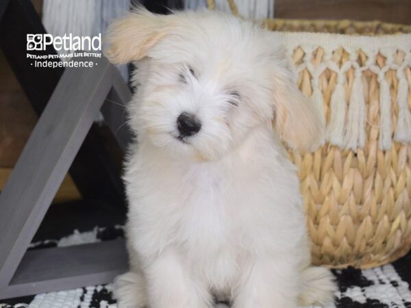 Maltipoo DOG Male Cream 4284 Petland Independence, Missouri