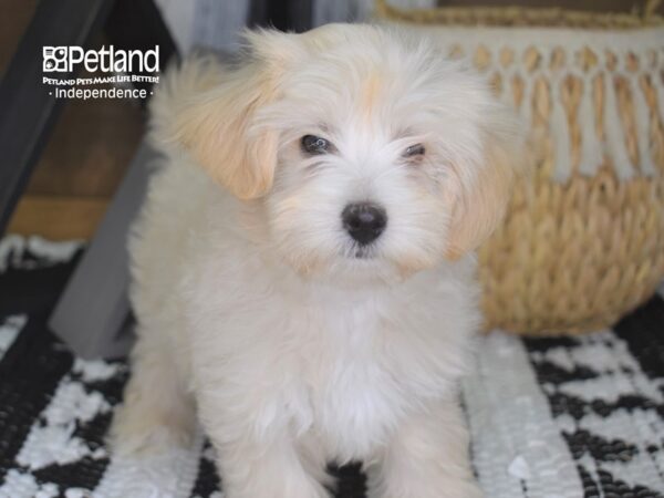 Maltipoo DOG Male Cream 4286 Petland Independence, Missouri