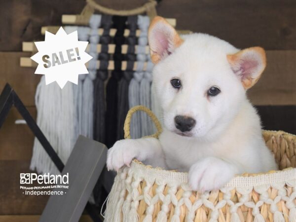 Shiba Inu DOG Male Cream 4097 Petland Independence, Missouri