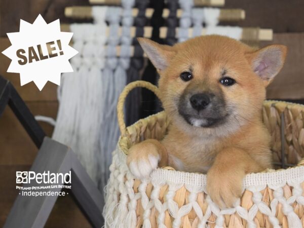 Shiba Inu DOG Female Sable 4118 Petland Independence, Missouri