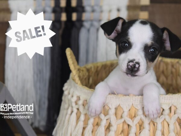 Jack Chi-DOG-Female-Black and White-4178-Petland Independence, Missouri