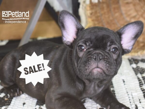 French Bulldog-DOG---4171-Petland Independence & Lee's Summit, MO
