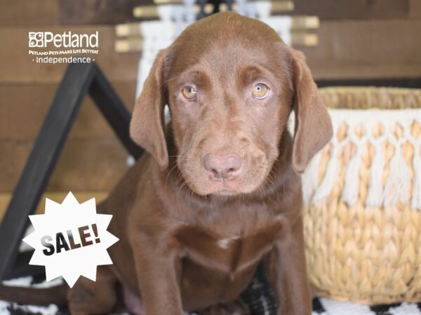 Labrador Retriever-DOG-Female-Chocolate-4205-Petland Independence, Missouri