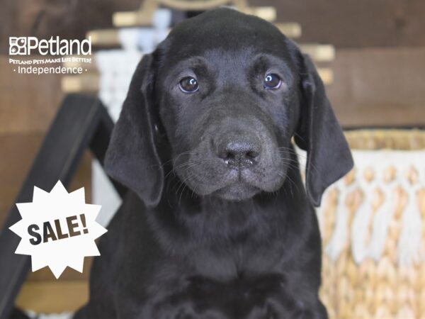 Labrador Retriever DOG Male Black 4203 Petland Independence, Missouri