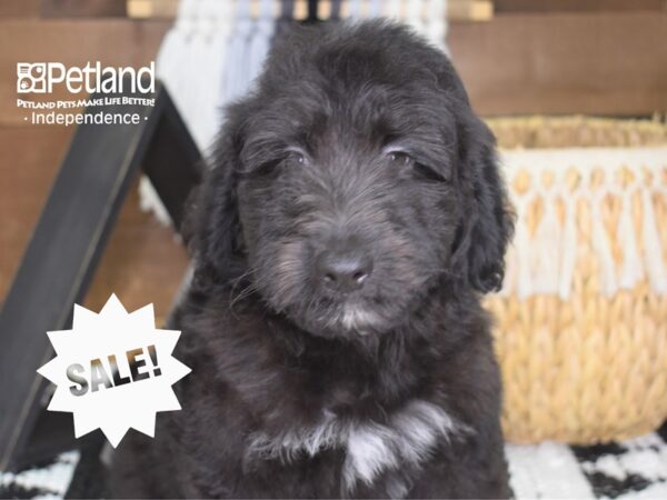 Miniature Aussiedoodle-DOG-Male-Black-4247-Petland Independence & Lee's Summit, MO