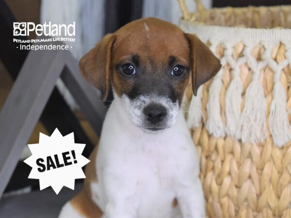Jack Russell Terrier DOG Male Brown & White 4237 Petland Independence, Missouri
