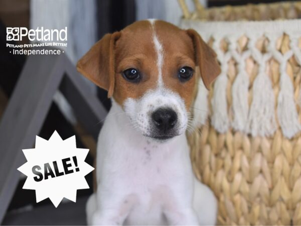 Jack Russell Terrier DOG Male 4238 Petland Independence, Missouri