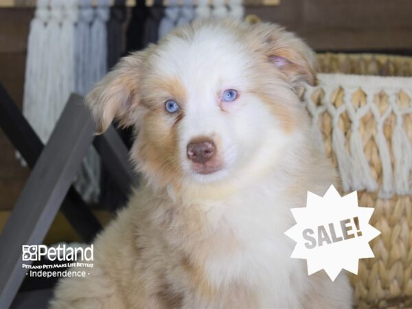 Toy Australian Shepherd DOG Male Red Merle 4194 Petland Independence, Missouri