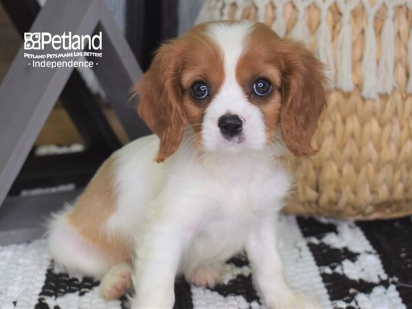Cavalier King Charles Spaniel-DOG-Male-Blenheim-4293-Petland Independence & Lee's Summit, MO