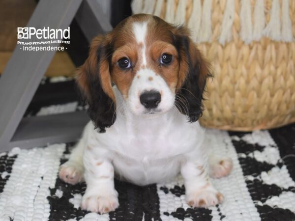 Dachshund DOG Female Red Piebald 4287 Petland Independence, Missouri