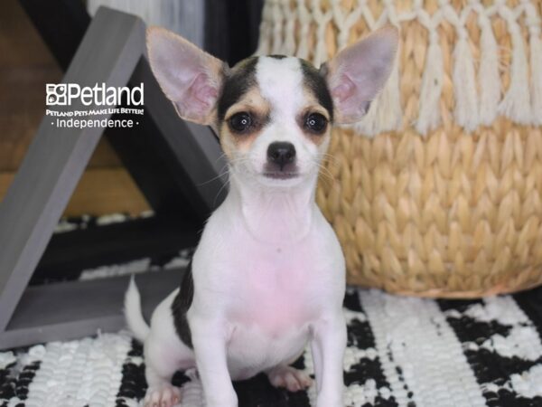 Chihuahua DOG Female 4297 Petland Independence, Missouri