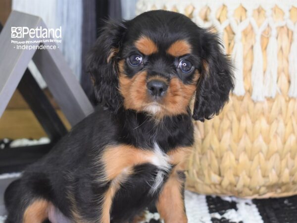 Cavalier King Charles Spaniel-DOG-Female-Black and Tan-4292-Petland Independence & Lee's Summit, MO