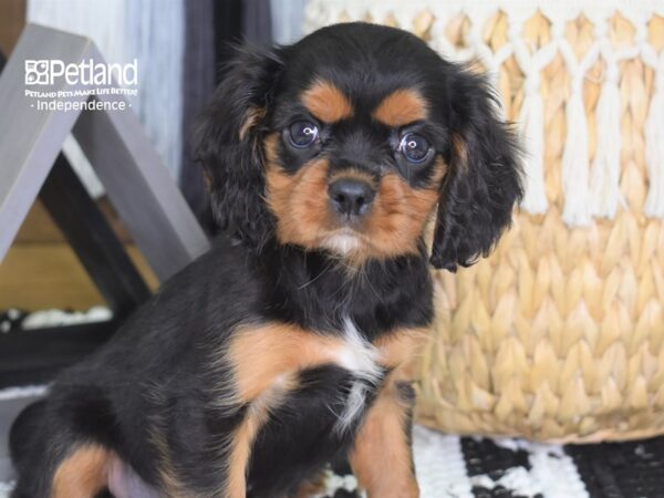 Cavalier King Charles Spaniel DOG Female Black and Tan 4292 Petland Independence, Missouri