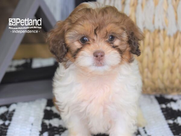 Shih Poo DOG Female Red and White 4290 Petland Independence, Missouri