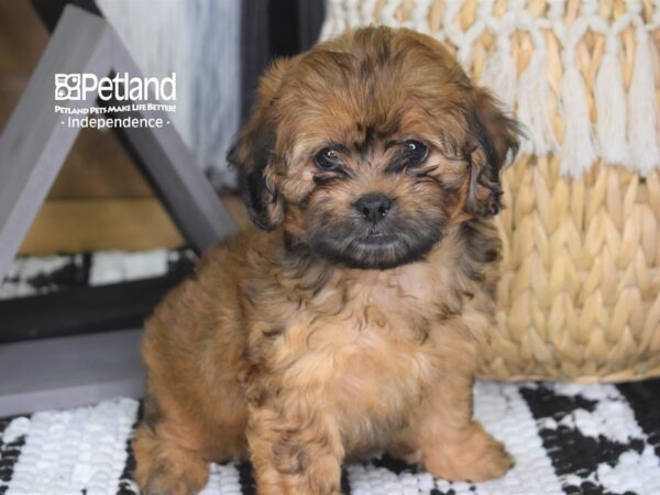 Shih Poo DOG Female Red 4289 Petland Independence, Missouri