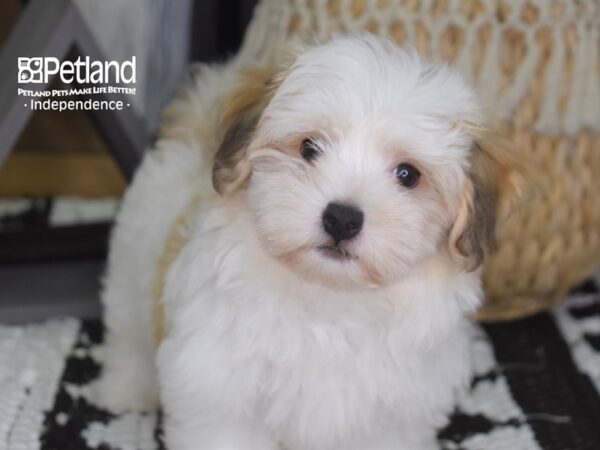 Havanese DOG Female Gold 4288 Petland Independence, Missouri