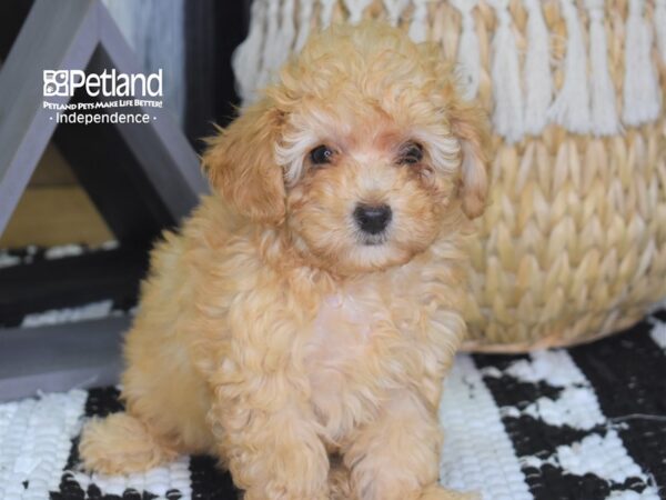 Toy Poodle DOG Male Apricot 4294 Petland Independence, Missouri