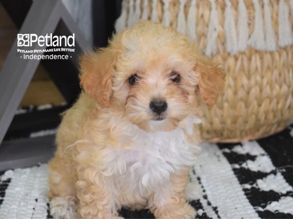 Toy Poodle DOG Female Apricot 4296 Petland Independence, Missouri