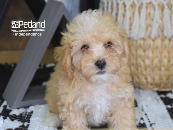 Toy Poodle-DOG-Male-Apricot-4295-Petland Independence, Missouri