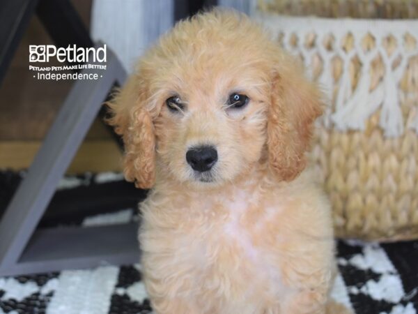 Miniature Goldendoodle 2nd Gen DOG Male Golden 4298 Petland Independence, Missouri