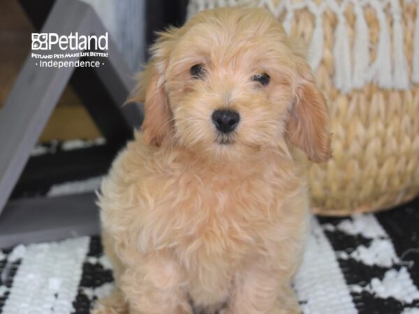 Miniature Goldendoodle 2nd Gen DOG Female Golden 4300 Petland Independence, Missouri