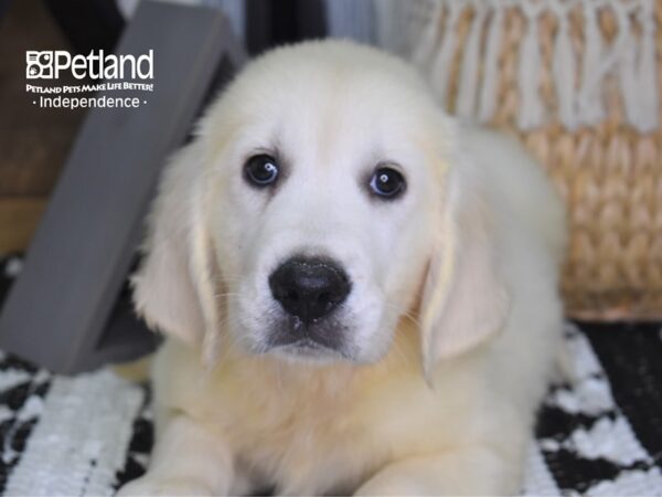 Golden Retriever-DOG-Female-Light Golden-4311-Petland Independence & Lee's Summit, MO