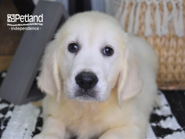 Golden Retriever DOG Female Light Golden 4311 Petland Independence, Missouri