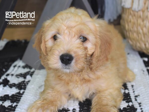 Miniature Goldendoodle-DOG-Male-Golden-4312-Petland Independence, Missouri