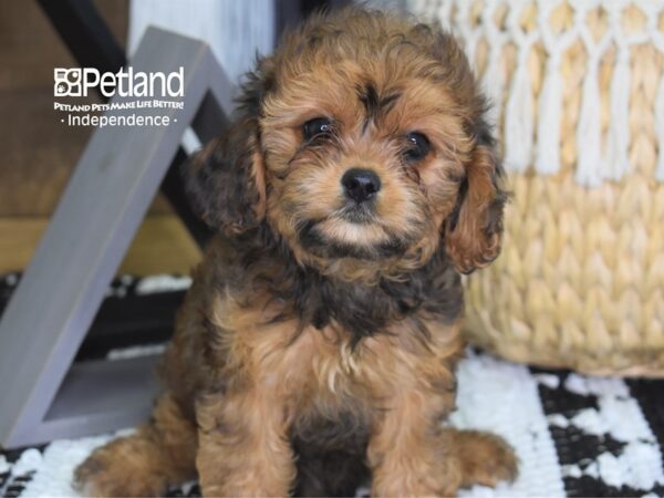 Cavapoo-DOG-Female--4302-Petland Independence, Missouri