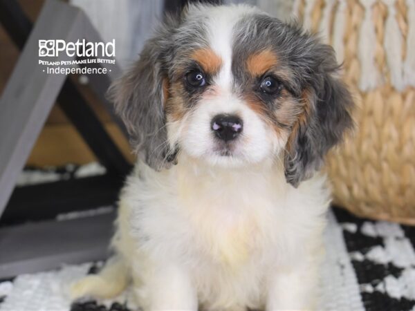 Cavapoo-DOG-Female--4304-Petland Independence & Lee's Summit, MO